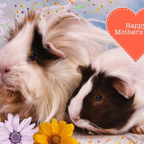 Happy Mother's Guinea Pigs Card A5