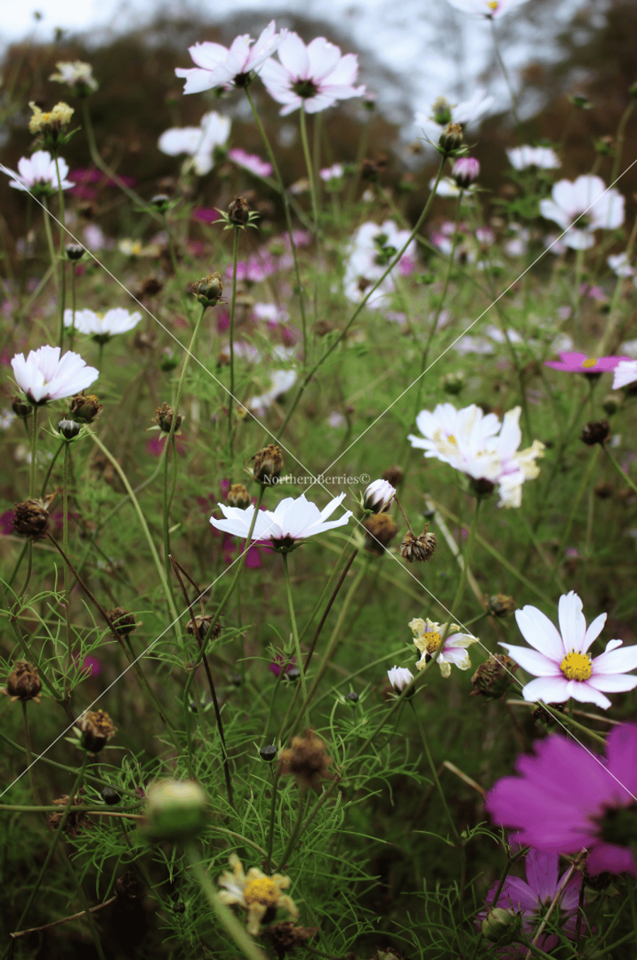 Cosmos