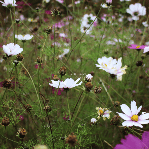 Cosmos