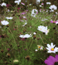 Cosmos