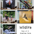 Wildlife - Pack of 5 Greetings Cards - Assorted Designs 