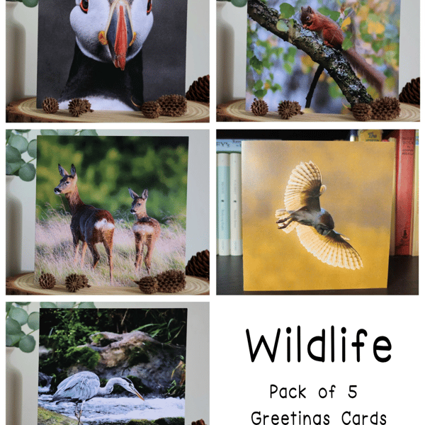 Wildlife - Pack of 5 Greetings Cards - Assorted Designs 