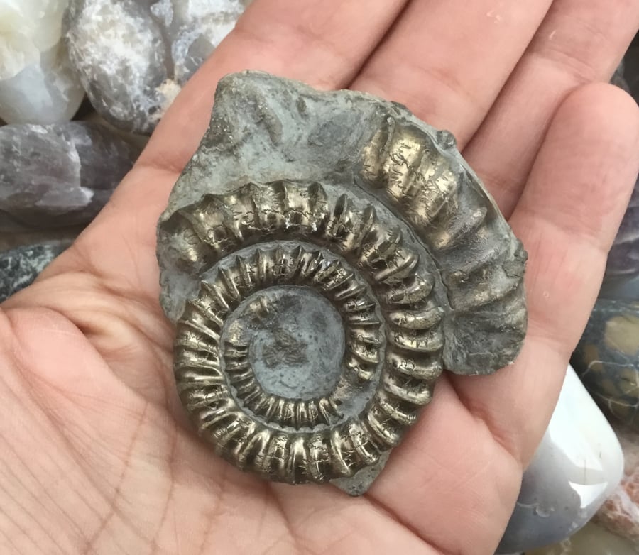 Beautiful Golden Pyrite Ammonite Fossil Specimen for Crafting Project or Prop.