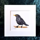 Blackbird - Original Watercolour Painting