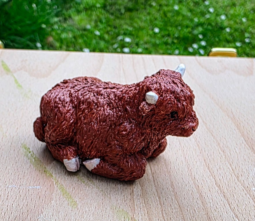 Highland cow 