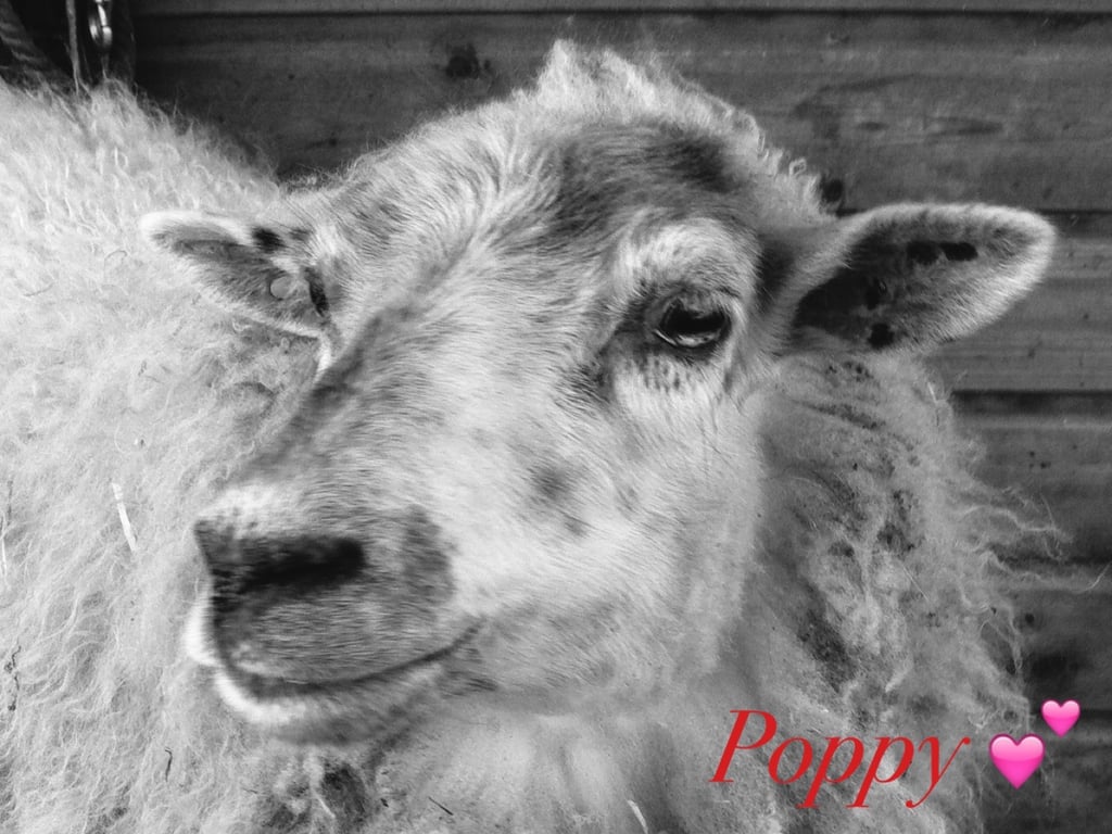 Craigside Farm Crafts 