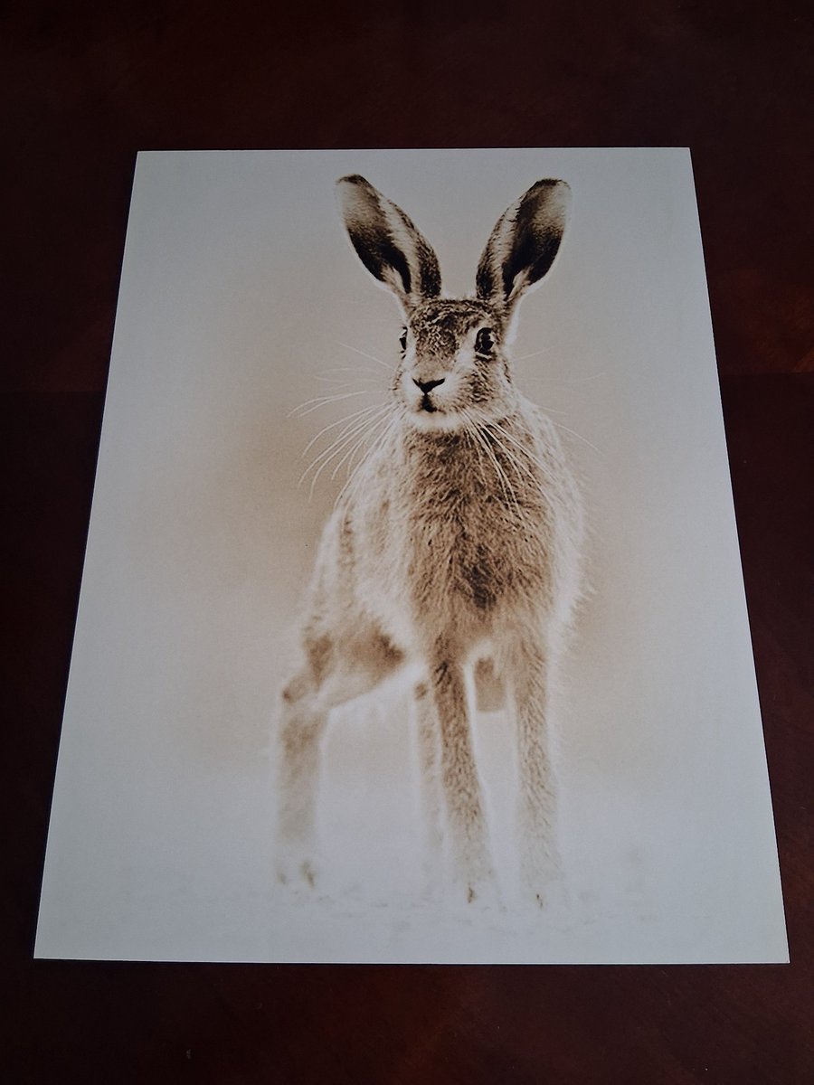 HARE