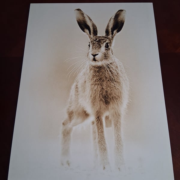 HARE