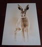 HARE