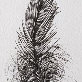 Guinea Fowl Feather Original Drawing