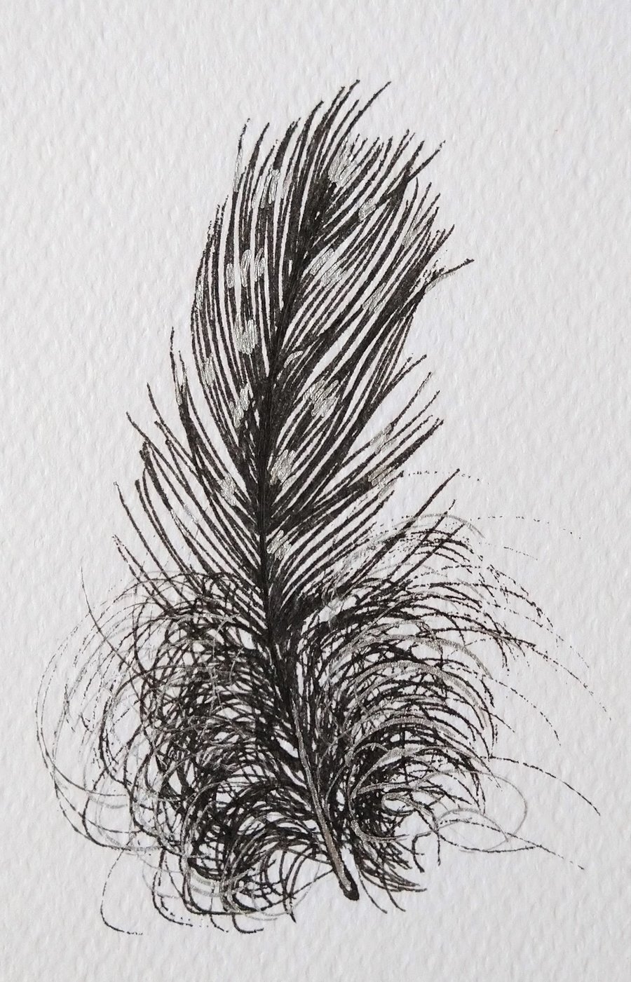 Guinea Fowl Feather Original Drawing