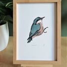 Nuthatch