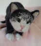Tuxedo Kitten, Dotpebblesknits Design - Image 1