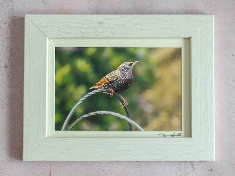 Adolescent Starling - Original Framed Photograph