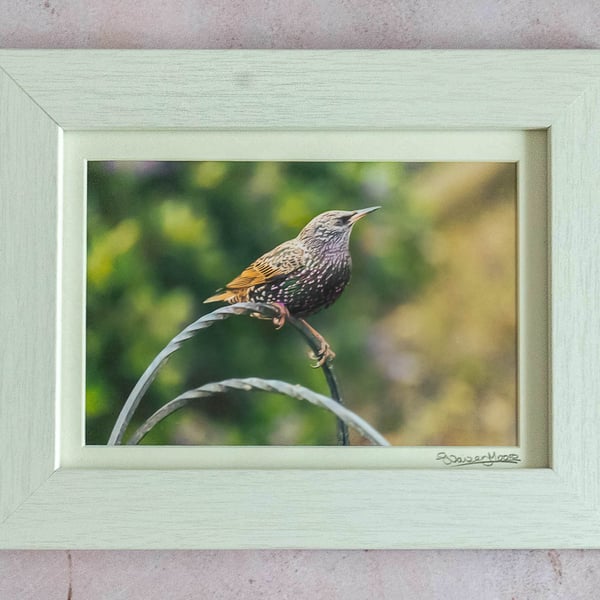 Adolescent Starling - Original Framed Photograph