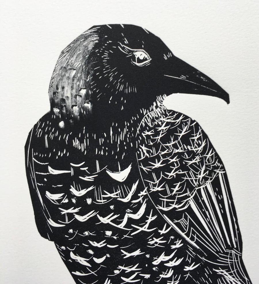 Black Crow