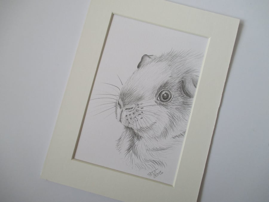 Guinea Pig Pencil Drawing