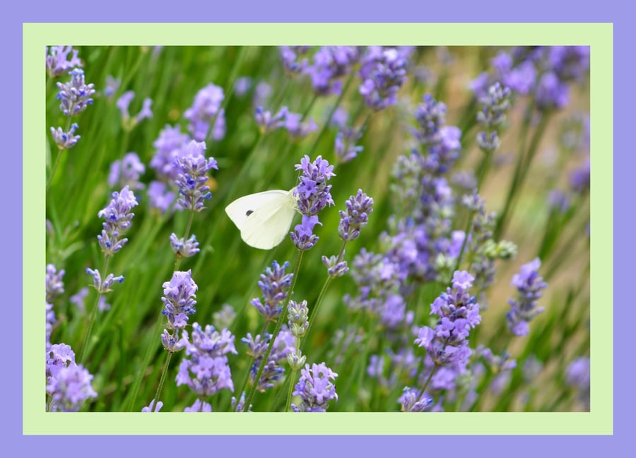 Butterfly on Flowers Norfolk Greeting Card A5 