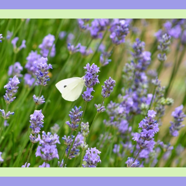 Butterfly on Flowers Norfolk Greeting Card A5 
