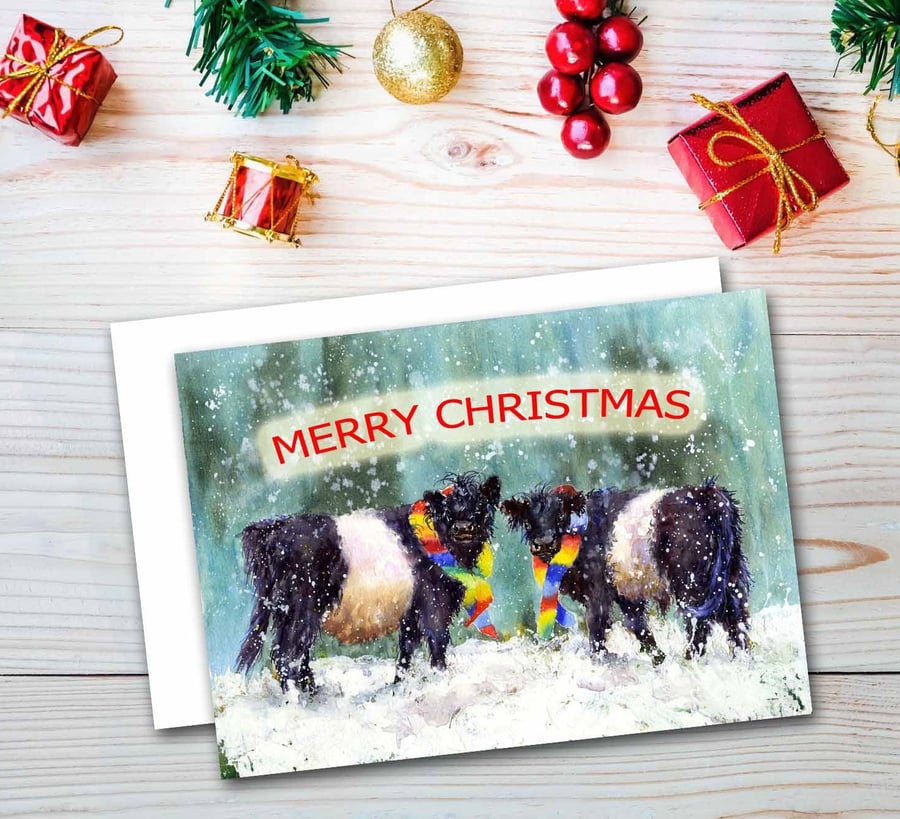 Belted Galloway Christmas card, Cute,festive Winter Xmas card.