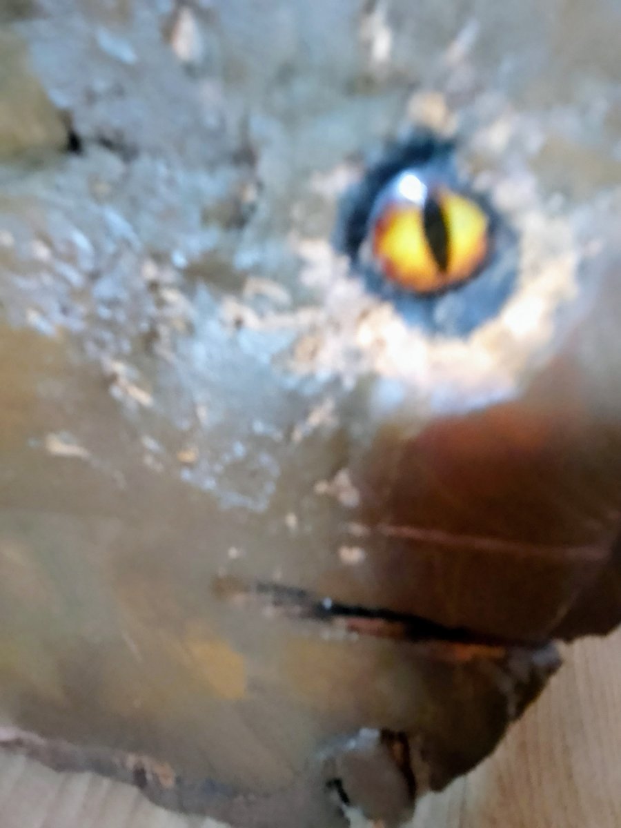  Hand made WOODEN Angler fish with Quill teeth and wooden rod.