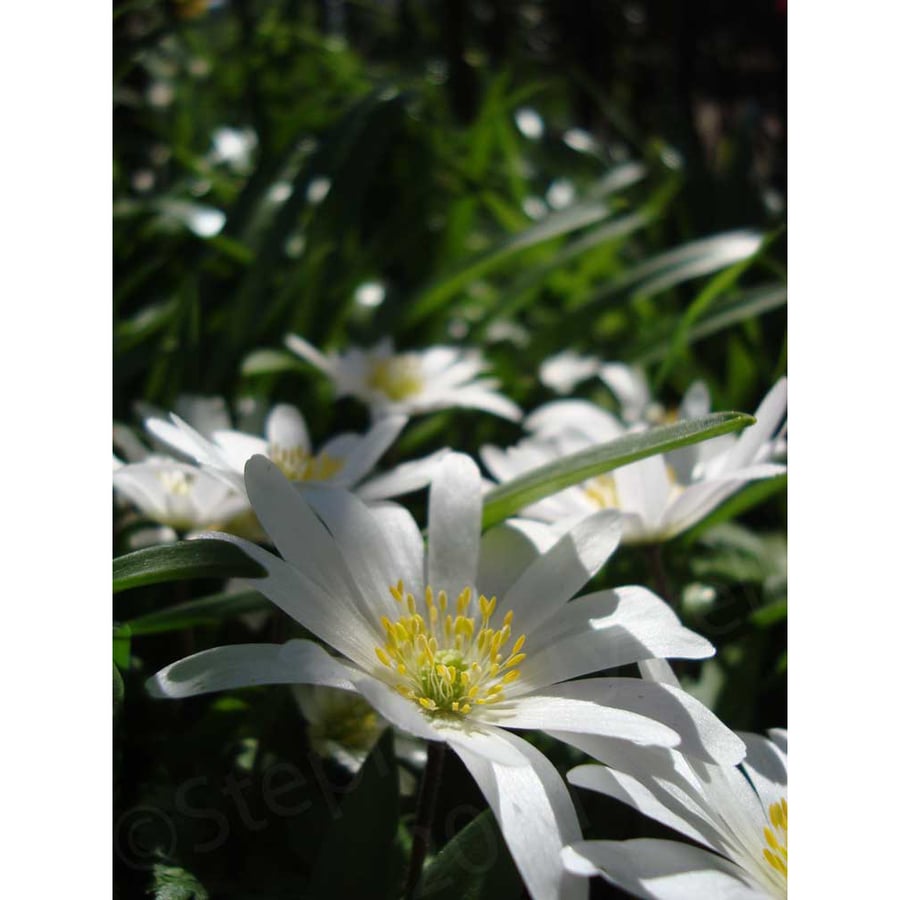 White Anemone in Flower -Photographic Print