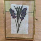 Pressed English Lavender Botanical Art in a vintage glass and metal frame