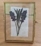 Pressed English Lavender Botanical Art in a vintage glass and metal frame - Image 1