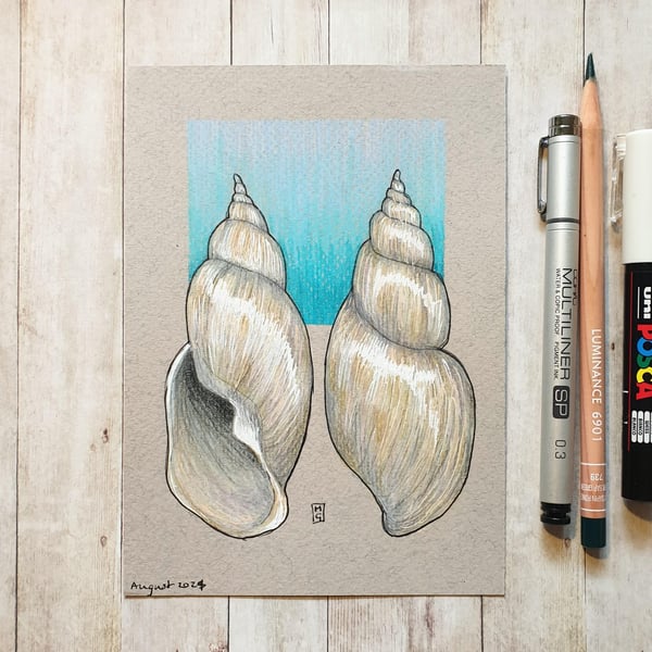 Seashell views - Original drawing, shell wall art