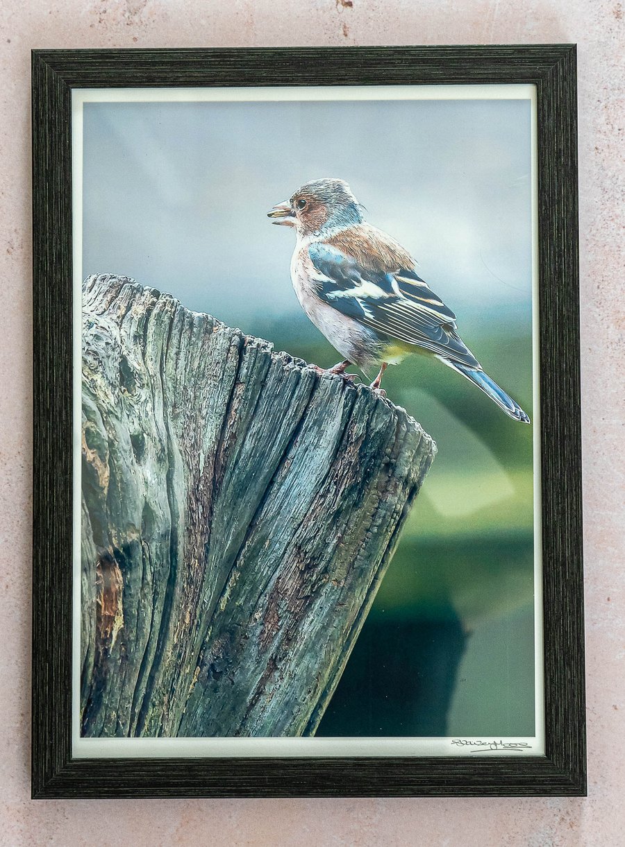 Chaffinch - Hand-signed Original Framed Photo