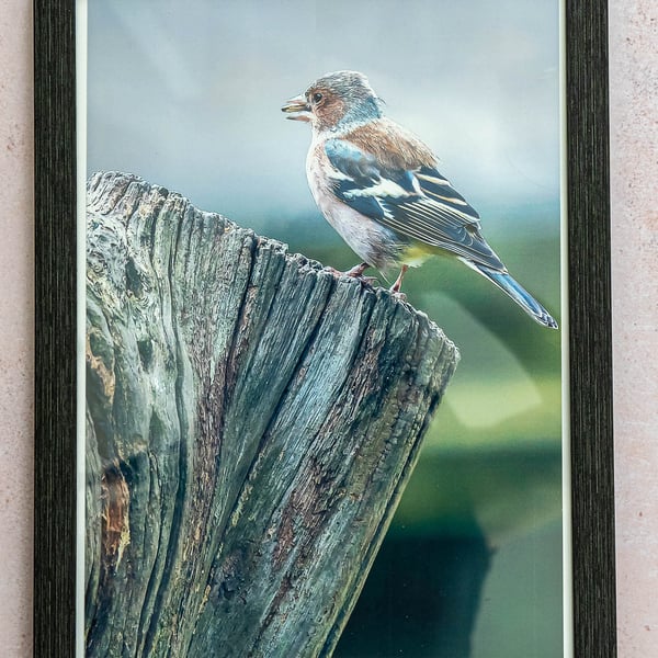 Chaffinch - Hand-signed Original Framed Photo