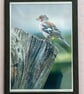 Chaffinch - Hand-signed Original Framed Photo - Image 1