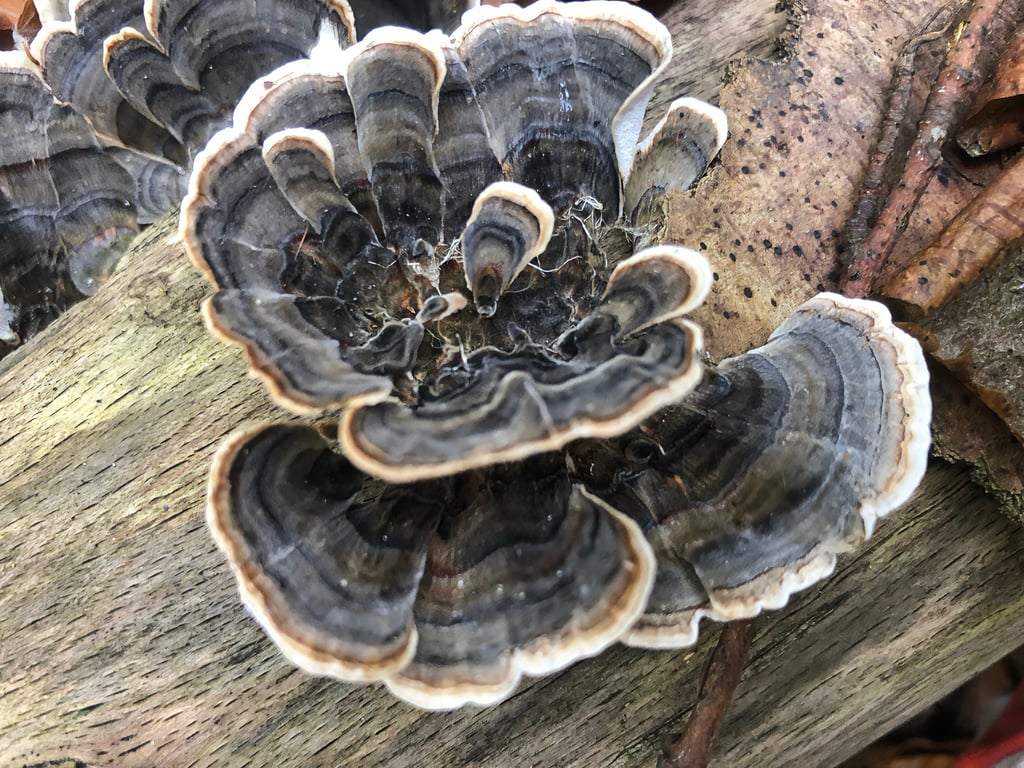 TURKEY TAIL 60ml