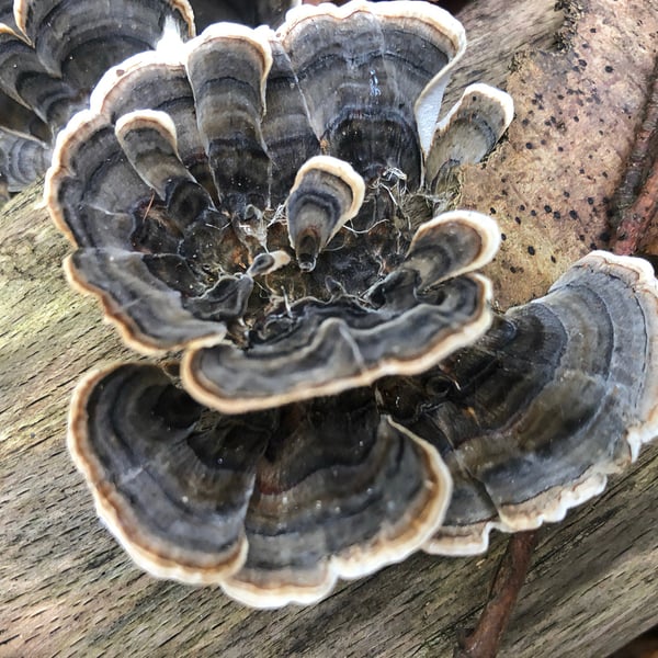 TURKEY TAIL 60ml