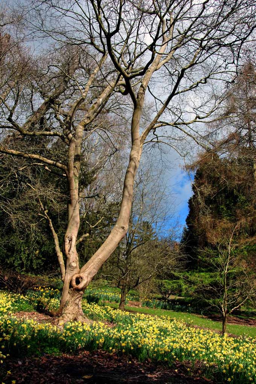 Batsford Arboretum Cotswolds Moreton In Marsh Photograph Print