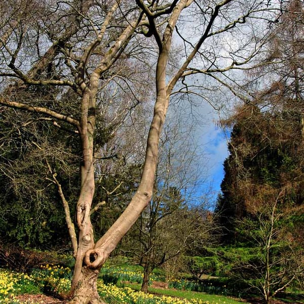 Batsford Arboretum Cotswolds Moreton In Marsh Photograph Print