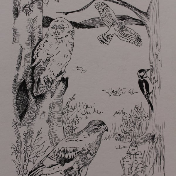 Woodland birds