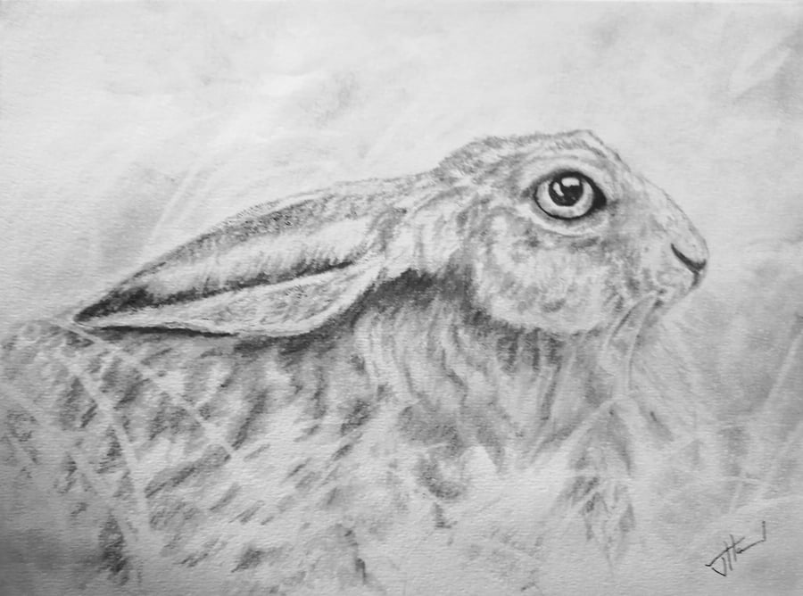 Resting Hare