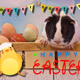 Happy Easter Guinea Pig & Chick Card A5