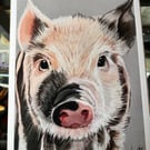 This little piggy