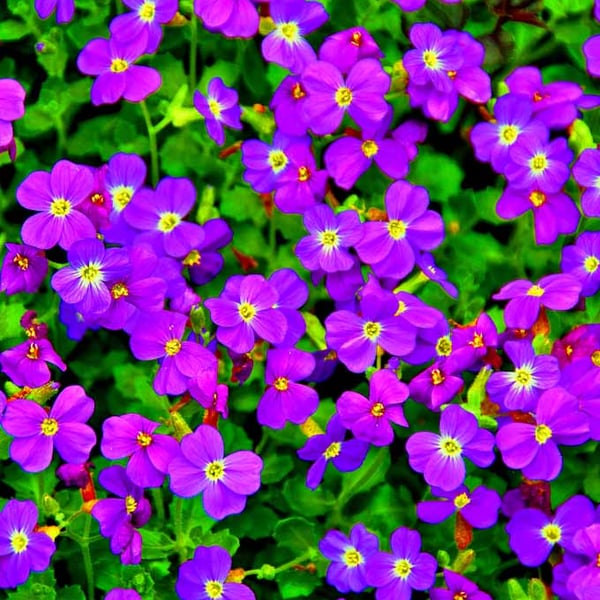 Purple Blue Aubretia Summer Flowers Photograph Print