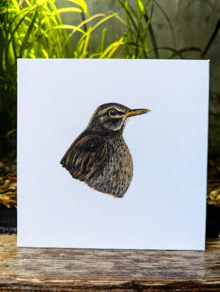 Female Eurasian Blackbird Acrylic Portrait Painting 