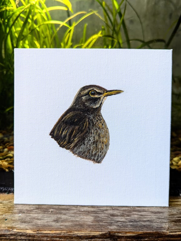Female Eurasian Blackbird Acrylic Portrait Painting 