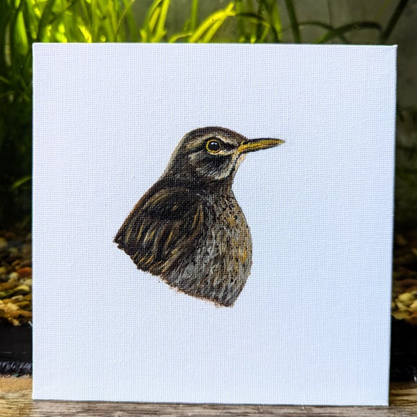 Female Eurasian Blackbird Acrylic Portrait Painting 