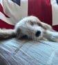 Little Autumn Puppy - Image 2