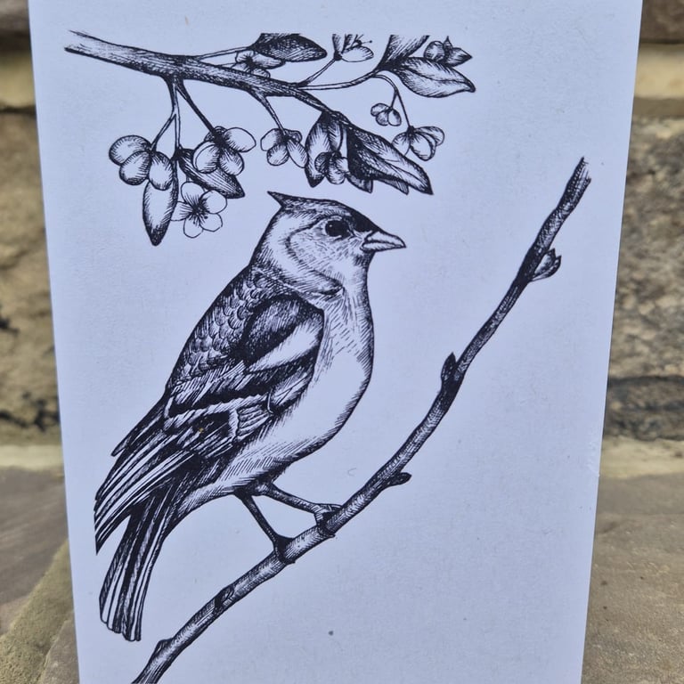 Chaffinch bird blank greetings card (A6)