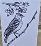 Chaffinch bird blank greetings card (A6)