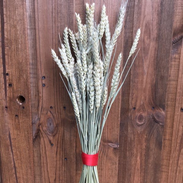 dried corn wheat bundle