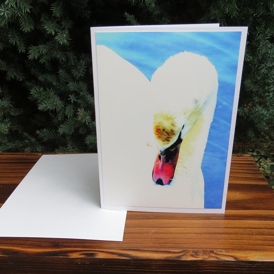 Swan on azure.  A card featuring an original photograph.  Greetings Card.