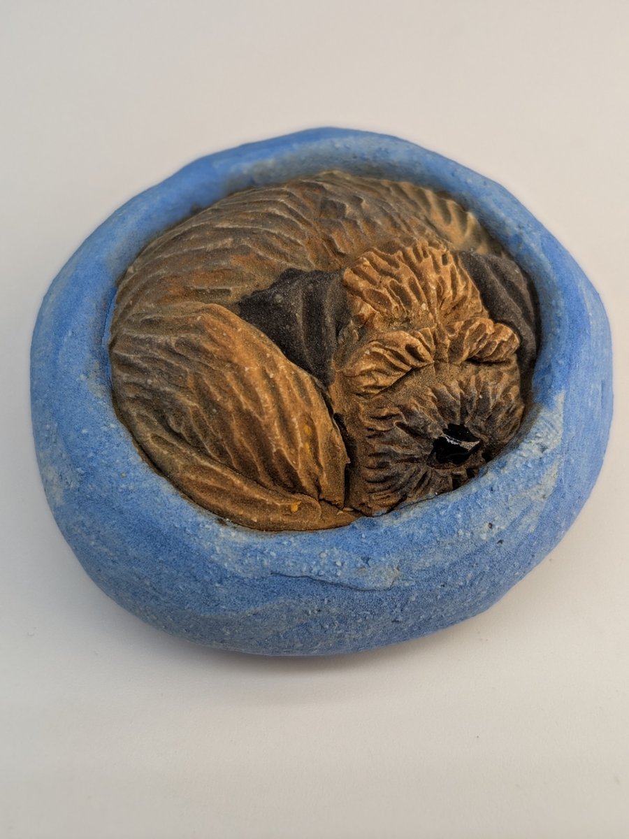 Border Terrier Yorkshire Pudding - 12